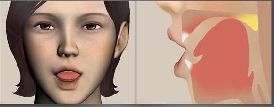 発音するときの顔の正面と口の中の断面を見せるSpeechMirrorのアニメーション